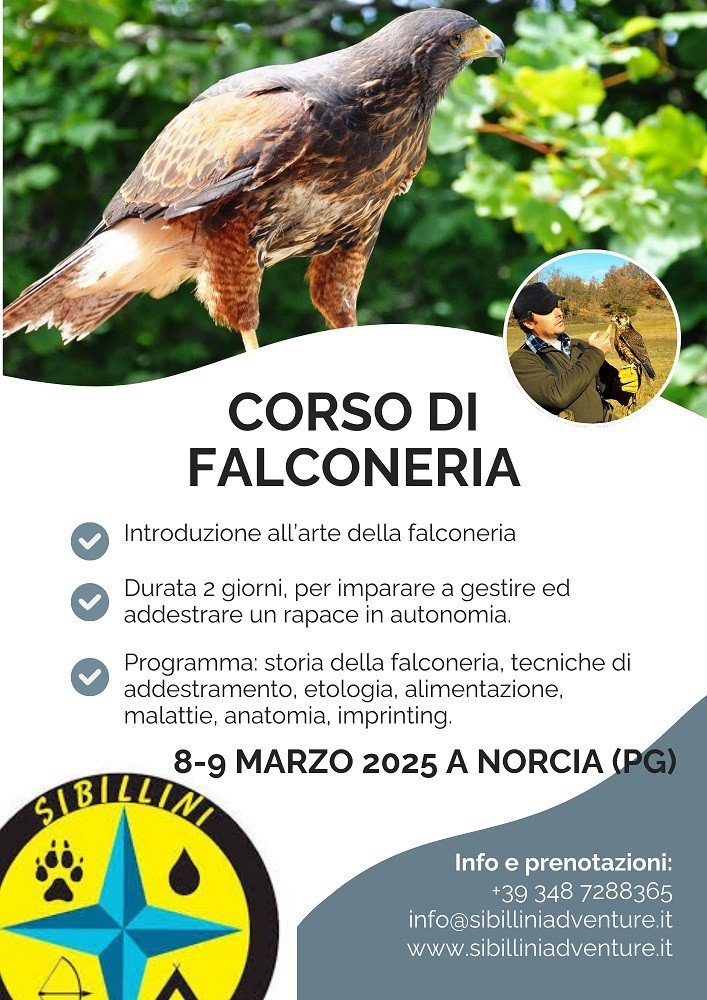 Falconeria corso di introduzione