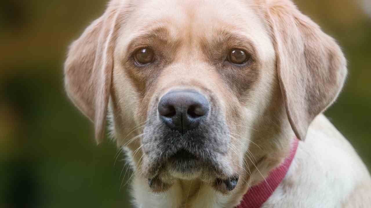 Cani e gatti anziani: prendiamocene cura!