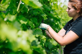 Vendemmia 2024 intensa per cantina Stajnbech tra maturazione anticipata, ritmi di raccolta veloci e una grande espressione sensoriale