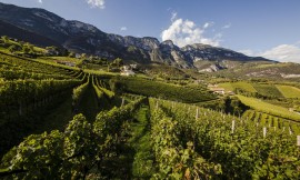  Zona per Zona, Vino per Vino: Cantina Kurtatsch precorritrice nelle nuove UGA dell’Alto Adige  