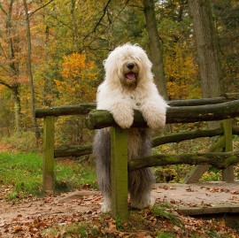 Funghi terapici per la salute del Cane e del Gatto