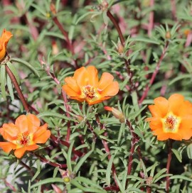 Portulaca grandiflora: una cascata di colori per giardini e balconi