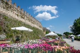 FIORInellaROCCA – Dall’11 al 13 aprile – Raffinata Mostra mercato di piante e fiori rari alla Rocca di Lonato del Garda (BS)