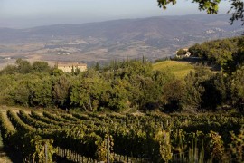 Il Consorzio Tutela Vini Montecucco presenta i risultati della nuova indagine condotta tra le aziende socie