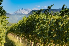 Erste+Neue, al via la vendemmia. Decisive posizione e altitudine dei vigneti