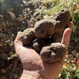 Roccafluvione: nuova meta del gusto per gli amanti del tartufo 