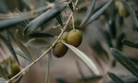 Un'ottima annata per l'Olio Extravergine di Oliva LAUDEMIO