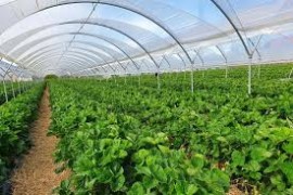 A Macfrut 2025, Plant Nursery Area