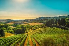  Parere favorevole della Giunta Regionale Toscana per il nuovo disciplinare del Consorzio Vino Toscana: maggiore valore al territorio “Toscana” e l’introduzione della categoria “Spumante”