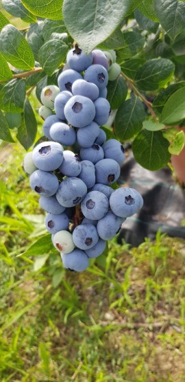 Filiera del Berry protagonista a Macfrut 2025