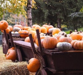 A caccia di zucche, tesori e dolcezze: il primo ed il terzo fine settimana di Ottobre appuntamento alle porte di Pavia… 