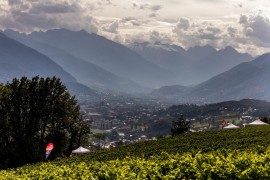 Il Consorzio Vini Valle D'Aosta sceglie ZED_COMM per comunicare e promuovere le sue attività