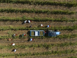 Al via la vendemmia in Maremma Toscana