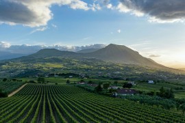 Benevento: Il Sannio Consorzio Tutela Vini promuove la sostenibilità del settore vitivinicolo locale con il progetto SANNIO_SUSTAINABILITY