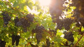 Vino, Valpolicella: Vendemmia al via. Buona qualità e raccolto in lieve calo