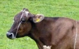 Masseria La Lunghiera celebra 75 anni di allevamento di vacche razza bruna, orgoglio della Murgia Barese