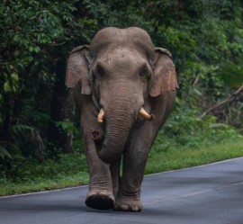 Un elefante selvatico uccide un turista tedesco in una riserva forestale nell'India meridionale