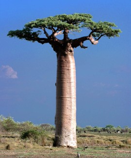 BAOBAB proprietà salutistiche