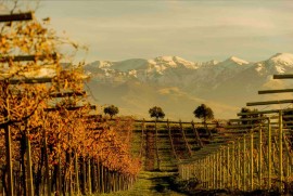 L'ABRUZZO alla SLOW WINE FAIR 2025: 37 Cantine in vetrina con il Consorzio Tutela Vini d'Abruzzo