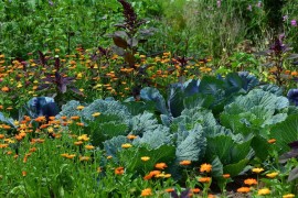 Consociazioni nell’orto: Abbinare piante e fiori