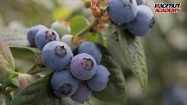 Macfrut Academy, videolezione sulla Filiera del Mirtillo