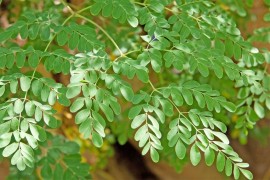 MORINGA Oleifera: la pianta miracolosa ricca di… tutto!