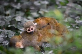 Il Parco Faunistico Le Cornelle festeggia la nascita  di un cucciolo di saimiri sciureus