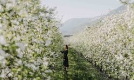 La primavera a Lana in Alto Adige… è in fiore