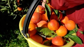 Quarta stagione de “La Natura dal Campo alla Tavola” su 7Gold. Ecco come la ricerca aiuta la produzione di Arance Rosse in Sicilia