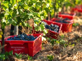 Al via la vendemmia 2024 di MONTEVERRO tra resilienza delle viti ed eccellenza del terroir