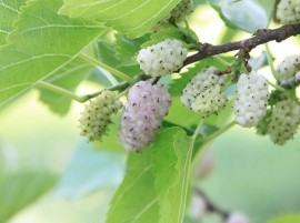 Il gelso bianco (Morus Alba) offre incredibili proprietà contro l’iperglicemia e il sovrappeso