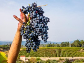 InnoNDA - Strategie enologiche per la produzione sostenibile ed innovativa del vino Nero d’Avola