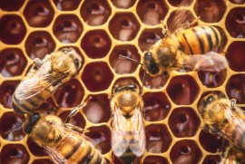MONTEVERRO - Cantina virtuosa all'insegna della biodiversità - celebra la Giornata mondiale delle api. Le sue dieci arnie compiono 3 anni 