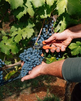 CAVAZZA annuncia una vendemmia promettente