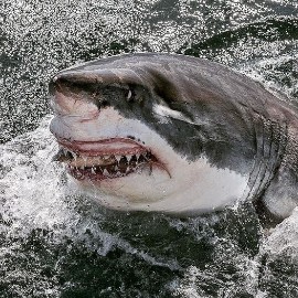 Surfista viene morso da uno squalo due volte sulla stessa spiaggia a distanza di 12 anni