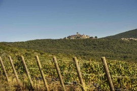 ESTATE 2024, appuntamento in cantina alla scoperta della Maremma autentica di Monteverro