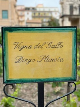 VIGNA DEL GALLO “DIEGO PLANETA”: un tesoro vitivinicolo nel cuore di Palermo