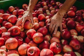 Braeburn BIO Val Venosta, la varietà multi-talent dal profilo equilibrato