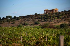 Cultivating the future. La Sicilia del vino si racconta