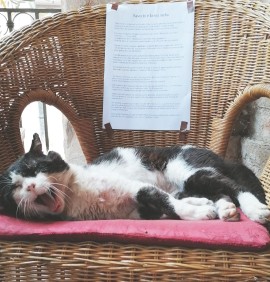 La storia del gatto Saverio, il randagio a cui la Locanda Le Logge ha dedicato una sedia