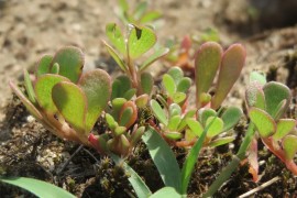 Portulaca: dalla coltivazione, al riconoscimento, fino alle ricette