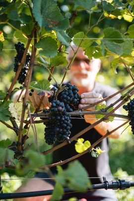 Maso Martis: 2mila mq di vigneto per sperimentare l’agroecologia