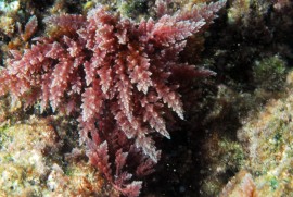 Una nuova alga nel Golfo di Gaeta
