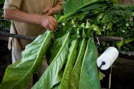 Un autunno di grandi novità per le Manifatture Sigaro Toscano