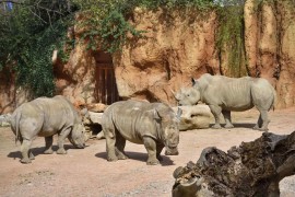 Rinoceronte bianco a rischio estinzione: il Parco Faunistico Le Cornelle avvia un progetto di riproduzione assistita per la salvaguardia della specie